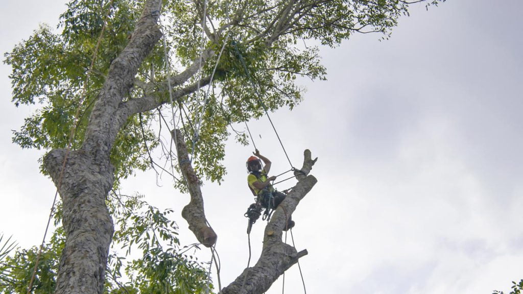 - Amanco Tree Services Omaha