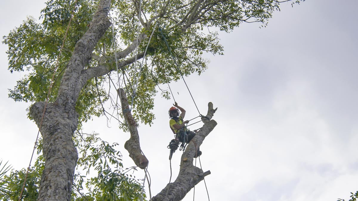 - Amanco Tree Services Omaha