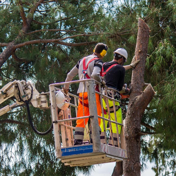 - Amanco Tree Services Omaha