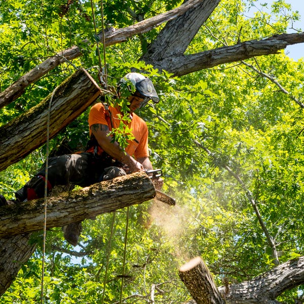 - Amanco Tree Services Omaha