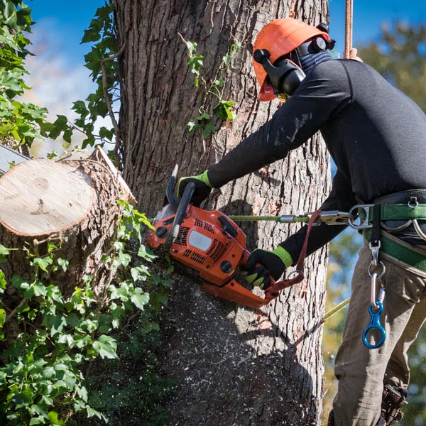 - Amanco Tree Services Omaha