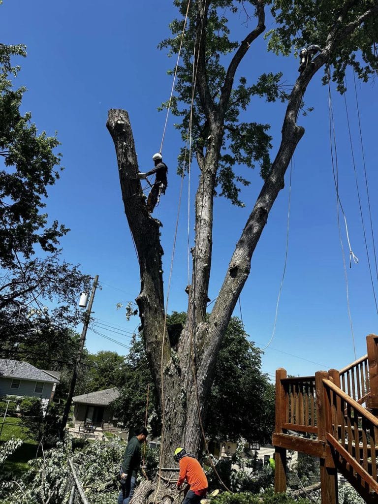 - Amanco Tree Services Omaha
