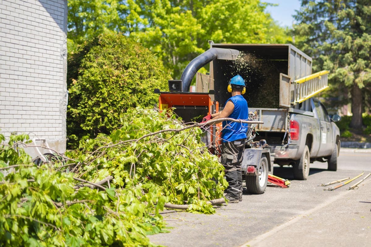 Tree Talk - Amanco Tree Services Omaha - Amanco Tree Services Omaha